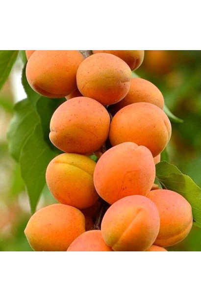 Абрикос ‘Первайс’ на дереві в саду